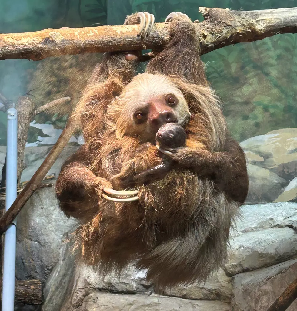 PHOTO courtesy of Como Park Zoo and Conservatory.