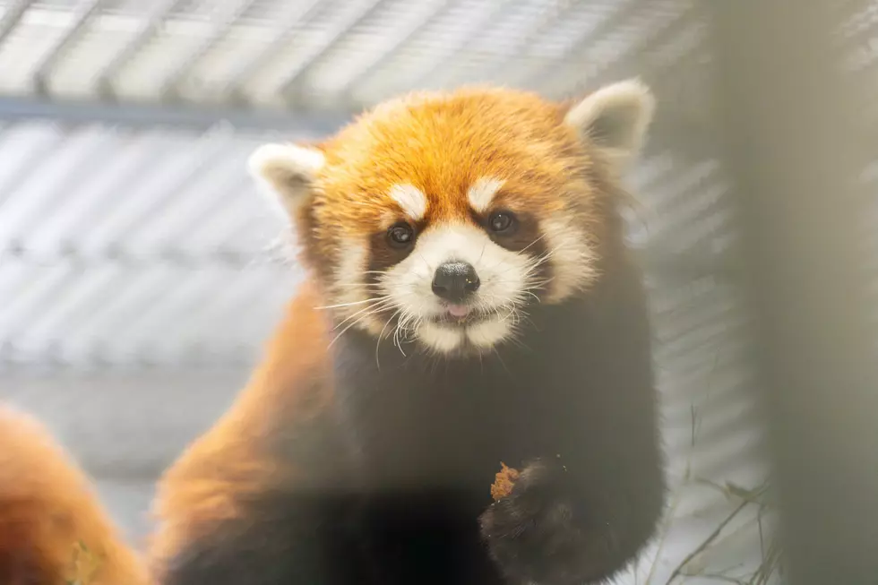 Meet The Red Pandas And Friends At Minnesota Zoo’s New Habitat