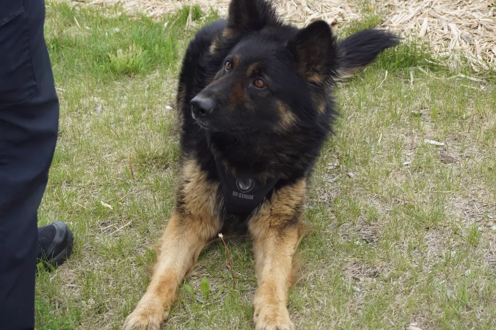 Sartell’s Canine Officer Echo Celebrates His First Year On The Force