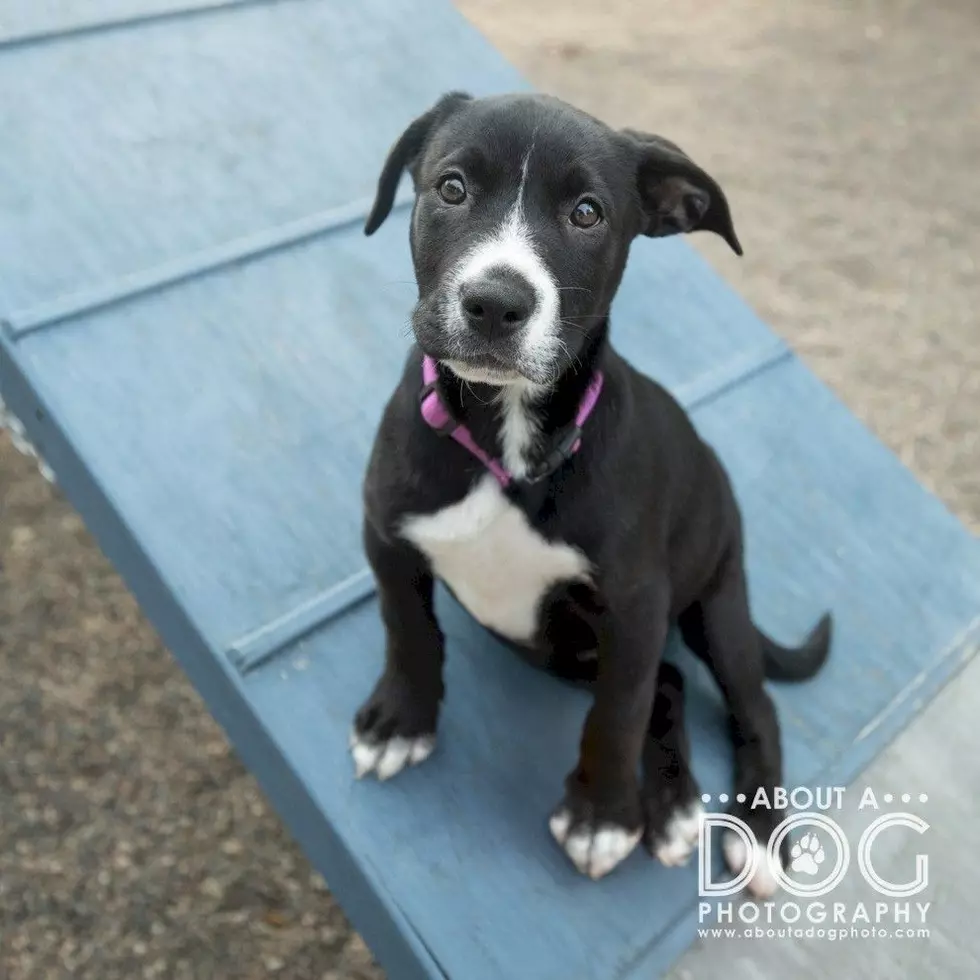 Tri-County Humane Society