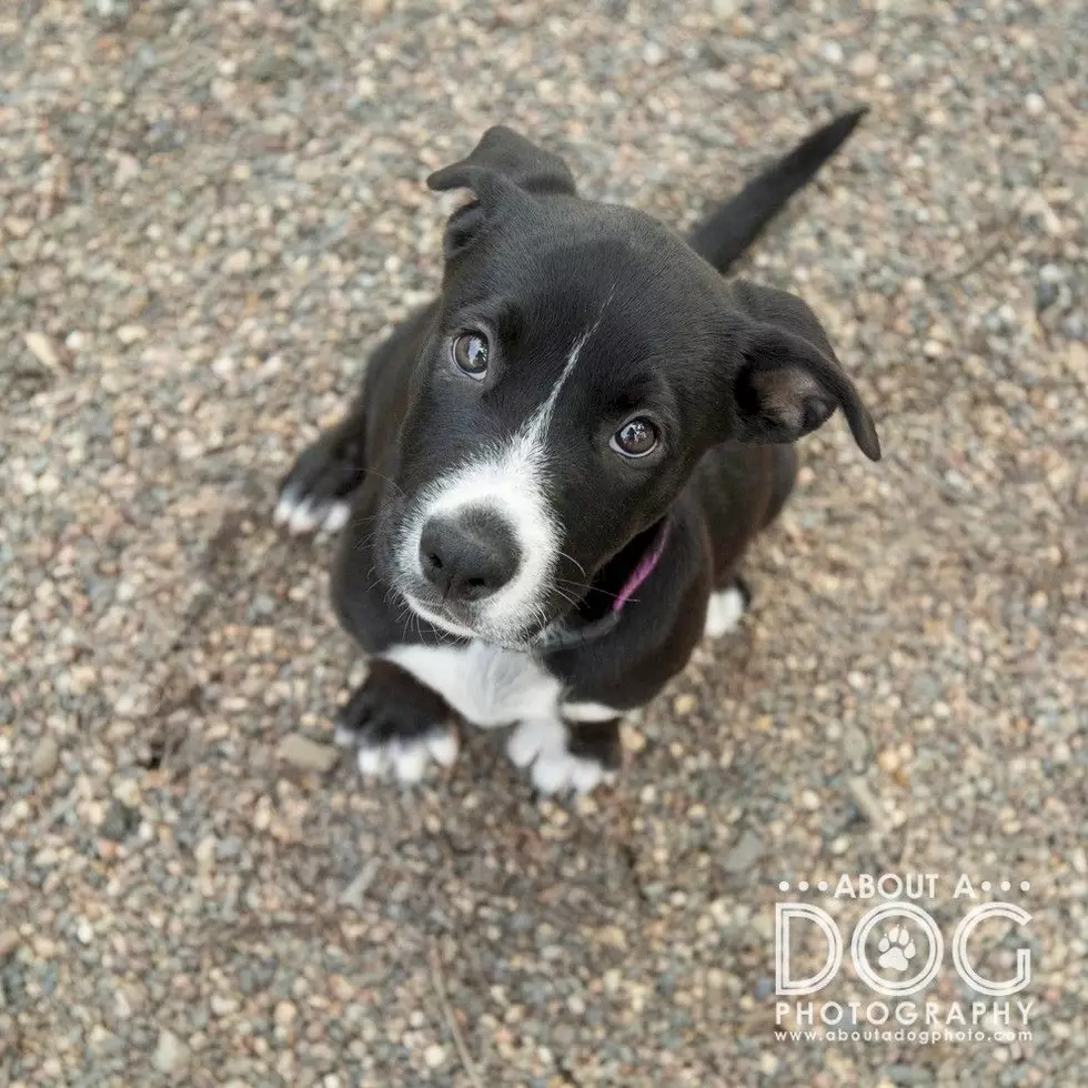 Tri-County Humane Society