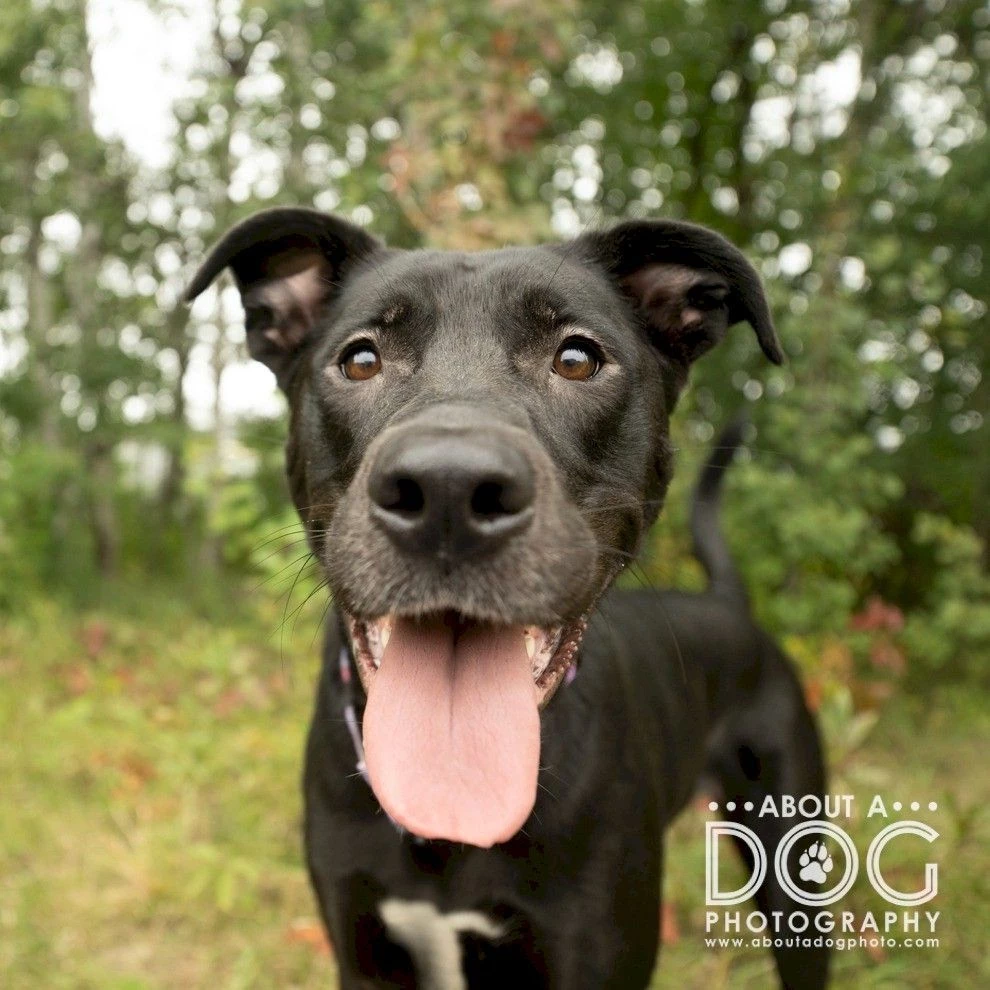 Meet Sassy: Energetic Mixed-Breed Dog Available For Adoption