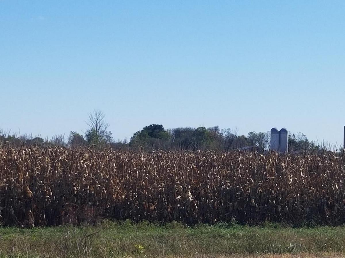 Financial Stress Mounts For Local Farmers Amid Falling Prices