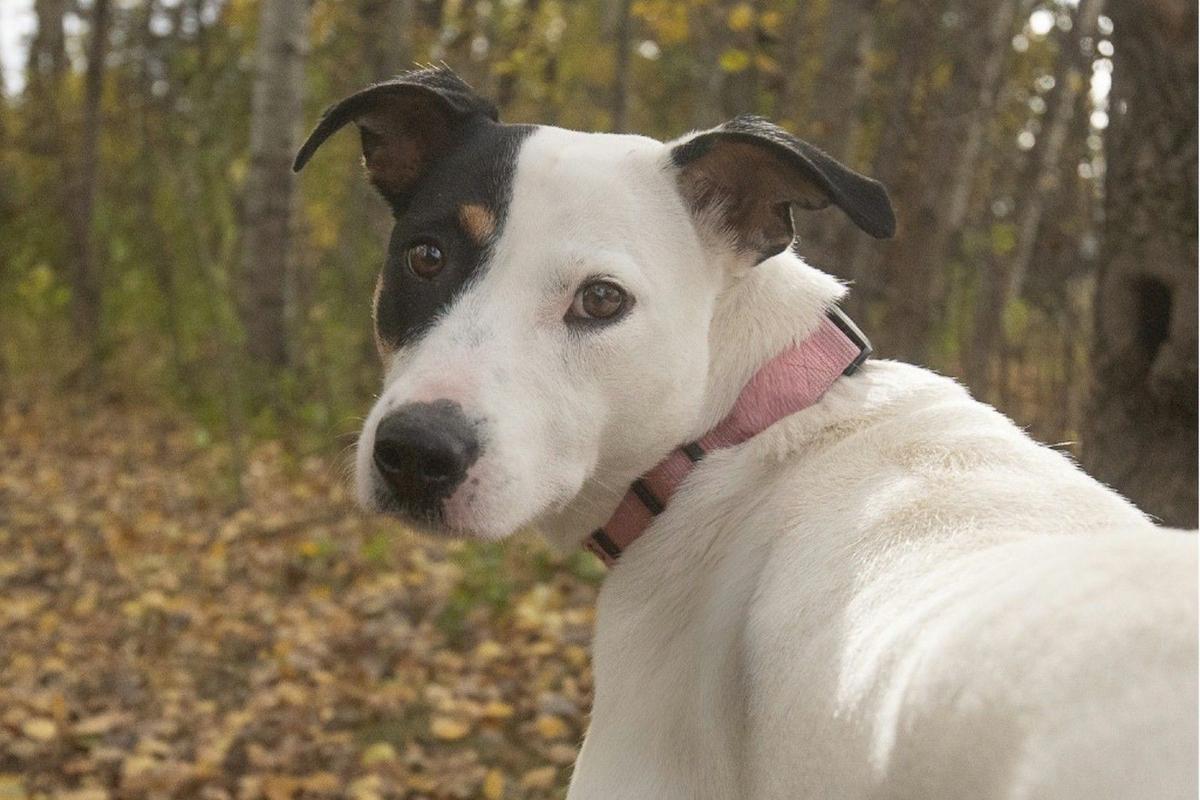 A Gentle Collie Mix Seeking A Loving Home A Gentle Collie Mix Seeking A Loving Home