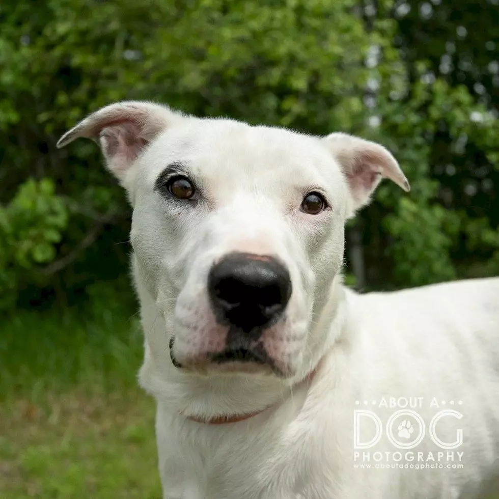 Tri-County Humane Society