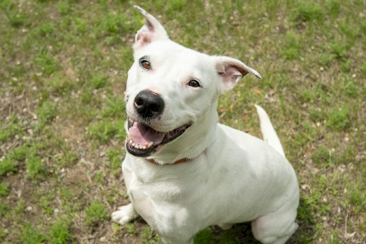 Meet Chance: The Playful Dog Seeking A Forever Home In St. Cloud Meet Chance: The Playful Dog Seeking A Forever Home In St. Cloud