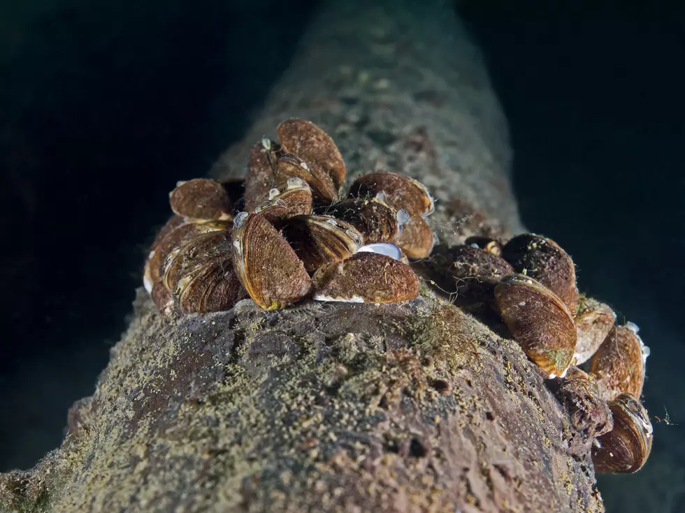 Minnesota DNR Warns Used Dock and Boat Lift Buyers About Invasive Species Risk