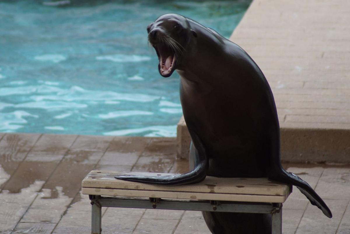 Como Zoo’s Sparky Seal Show Turns 70 This Summer