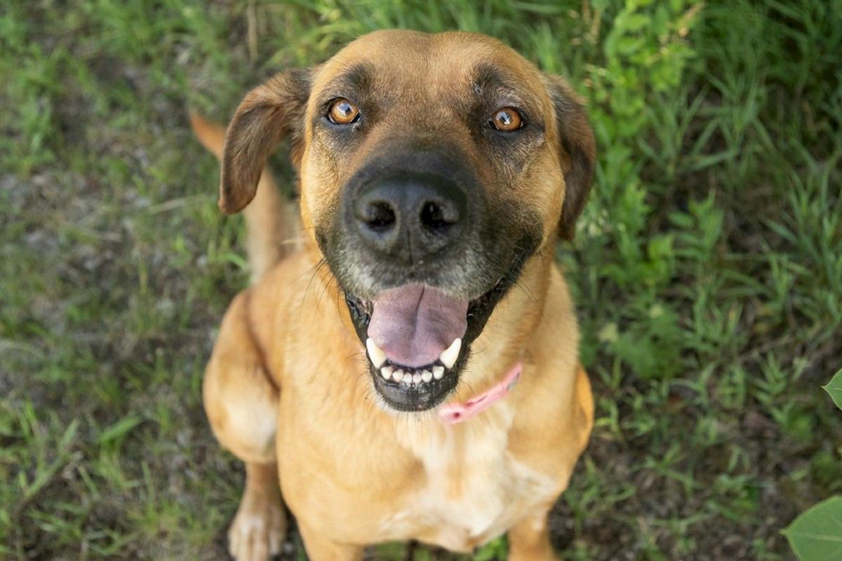 Glory The German Shepherd Mix Is Up For Adoption In St. Cloud Glory The German Shepherd Mix Is Up For Adoption In St. Cloud