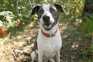 Jack Is A 47-pound Pit Mix At St. Cloud’s Shelter Who Loves Kids And Naps