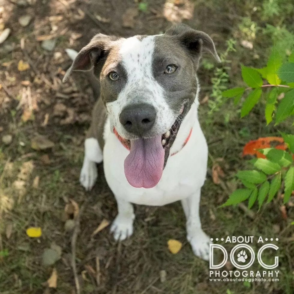 Tri-County Humane Society
