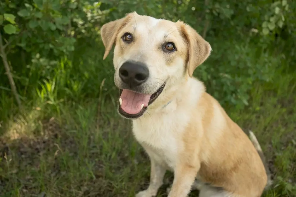 Kodak The Lab Mix At St Cloud Shelter Is One Year Old And Ready To Go