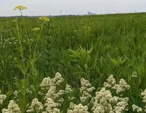 Waite Park May Soon Let You Swap Your Lawn For Native Grasses