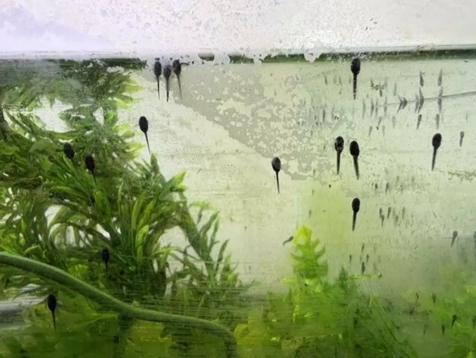 3,000 Tadpoles From Como Zoo Could Help Save A Species