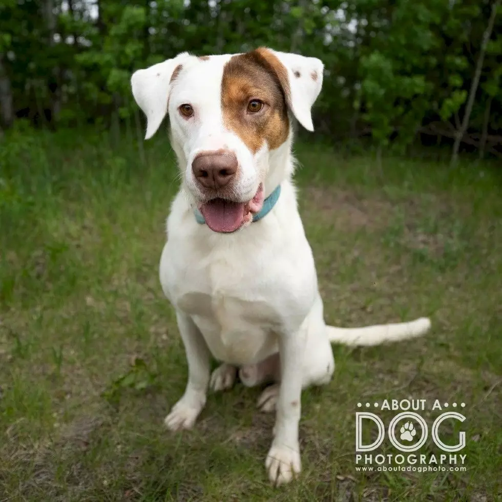 Tri-County Humane Society
