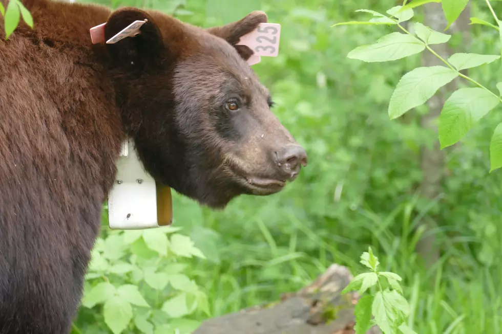 Minnesota Bear Season Opens September 1 With a Special Ask From the DNR