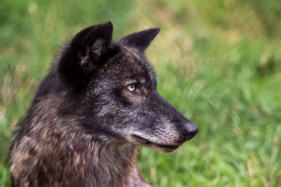 Pine Grove Zoo’s Wolves Are Waiting To Meet You