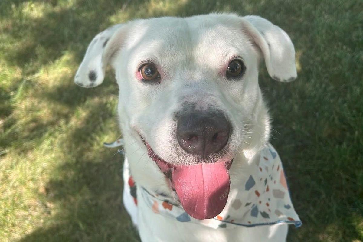 Jackson, A Friendly Mixed Breed At TriCounty Humane Society In St. Cloud