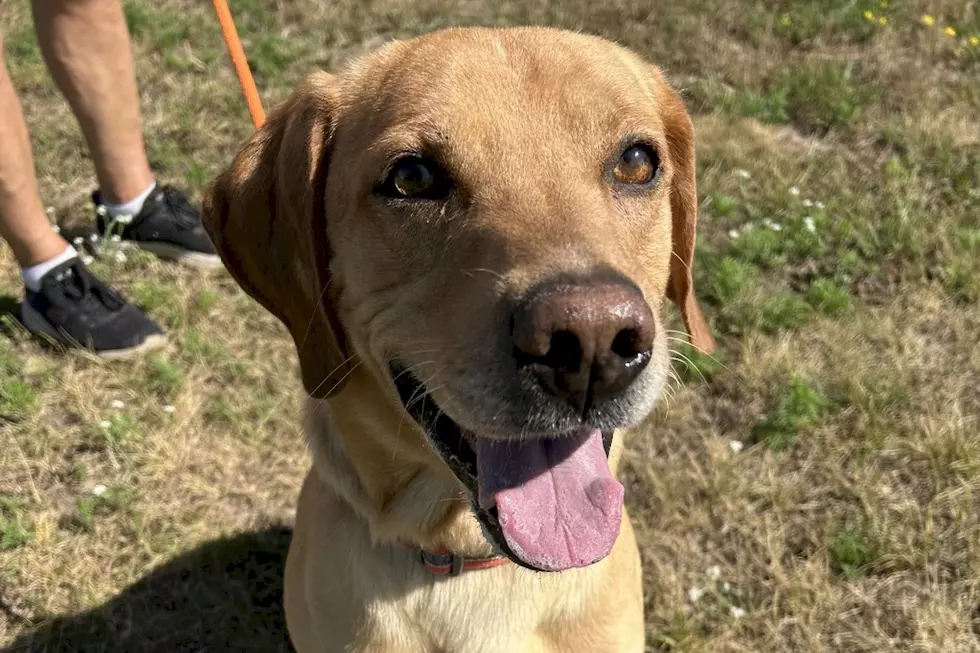 Rex Brings Big Energy And Bigger Eyes To TriCounty Humane Society In St. Cloud