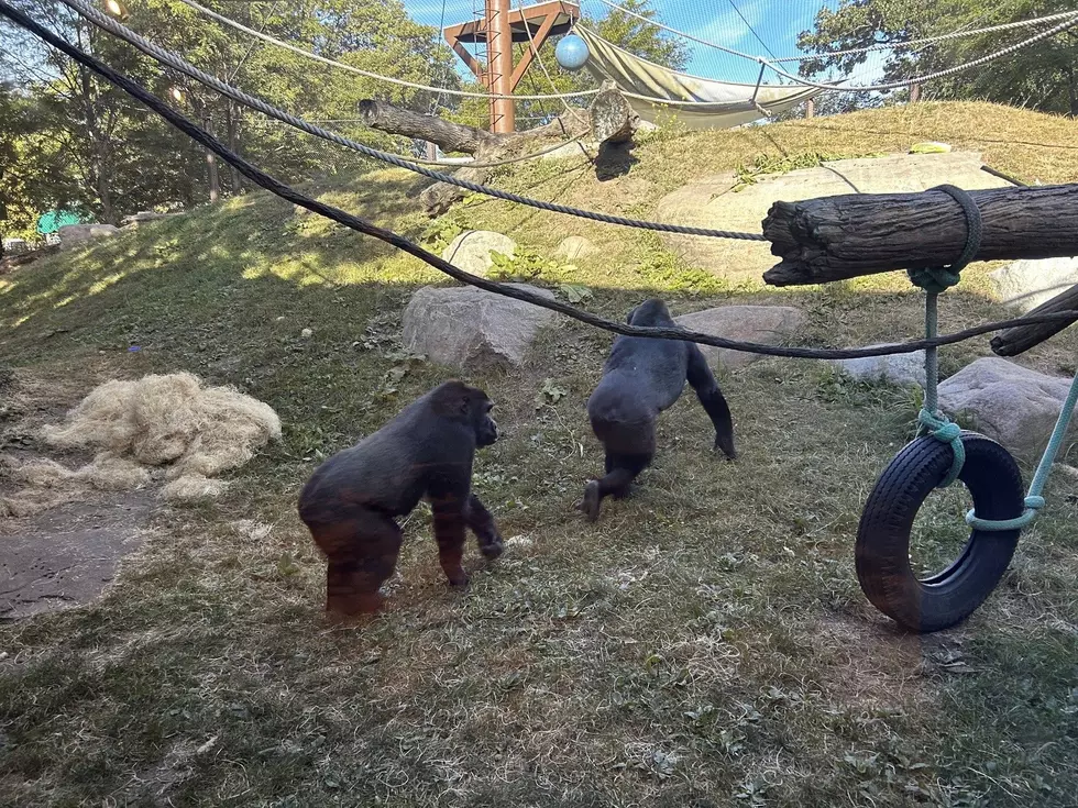 Brookfield Zoo Chicago