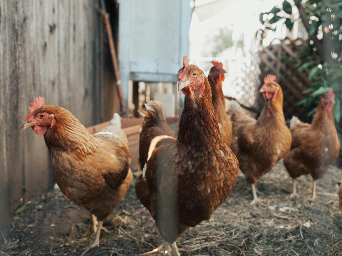 Cold Spring Considers Allowing Backyard Chickens On Residential Properties Cold Spring Considers Allowing Backyard Chickens On Residential Properties