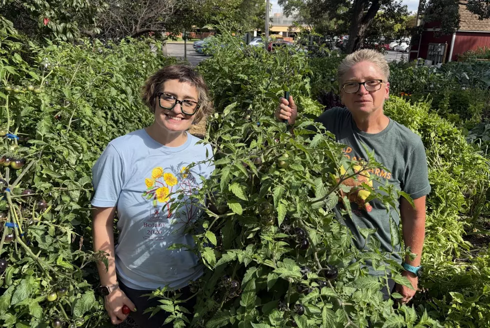 St. Cloud State University Garden Marks 22 Years Growing Minnesota Vegetables For Community