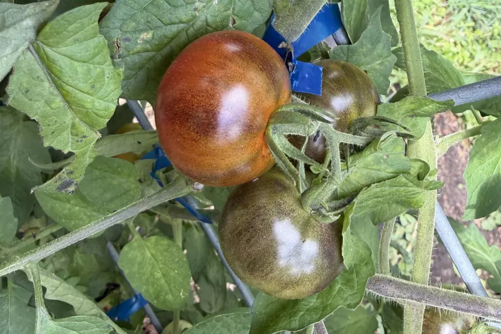 New Tomato Variety Shows Promise In St. Cloud State Garden Experiments
