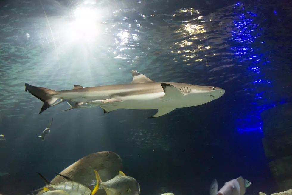Sea Life