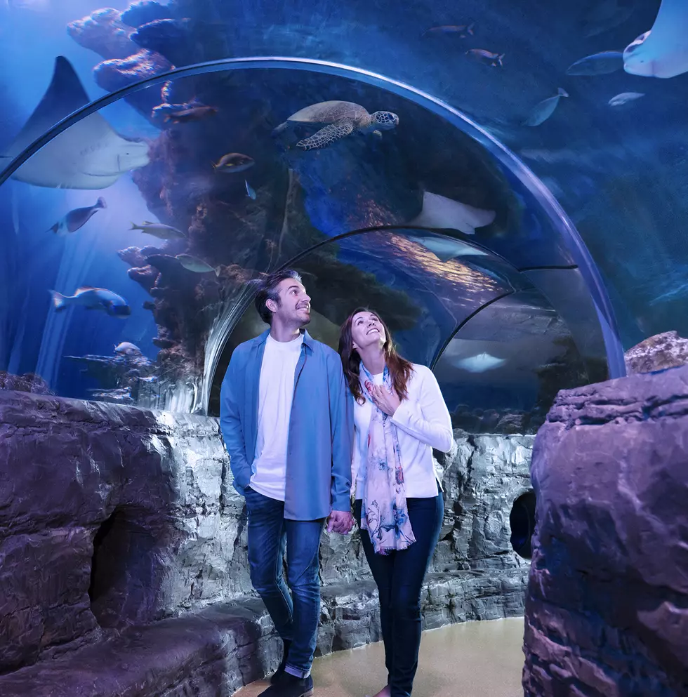 Sea Life