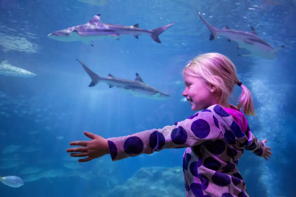 Sea Life