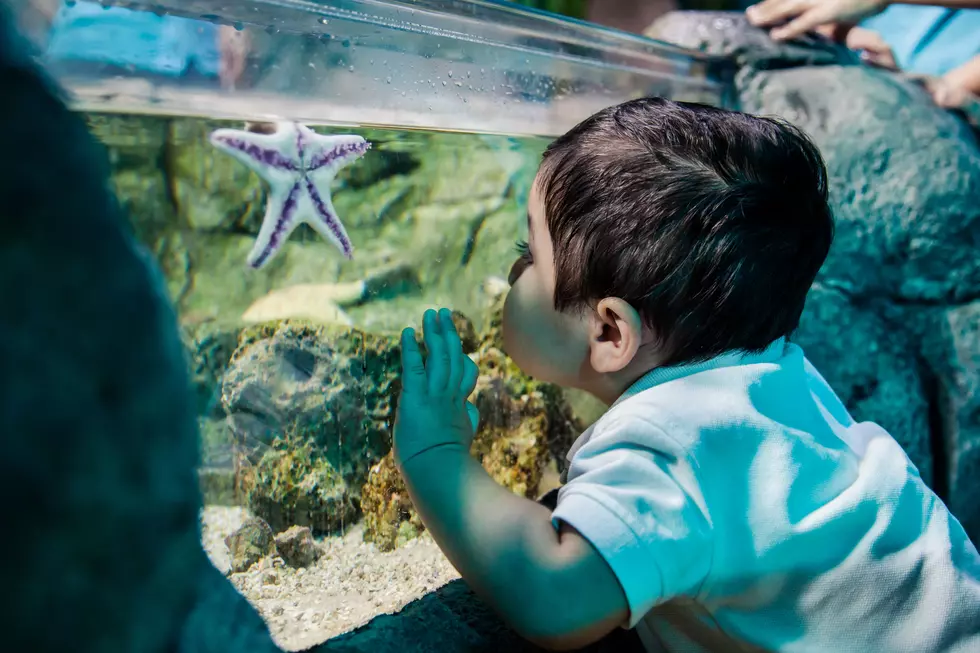 Sea Life