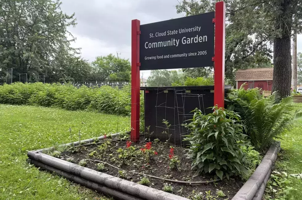 St. Cloud State Community Garden Celebrates Homecoming With Harvest Festival This Saturday