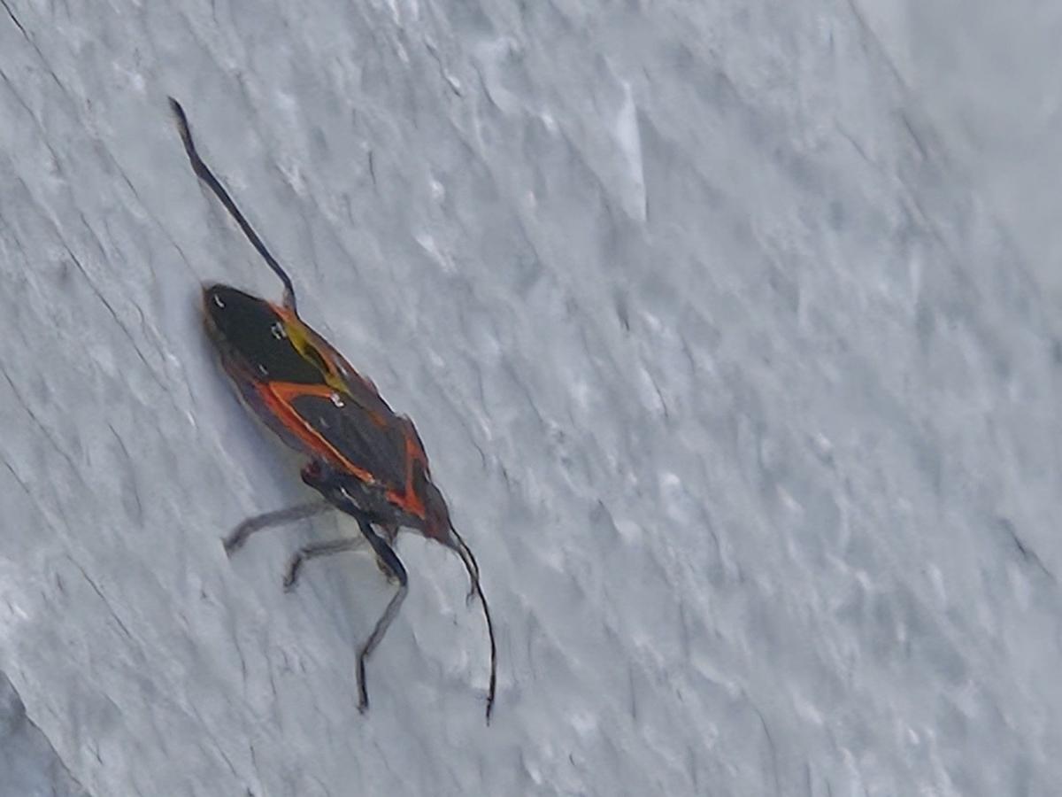 Why Asian Lady Beetles Invade Central Minnesota Homes In Fall Why Asian Lady Beetles Invade Central Minnesota Homes In Fall