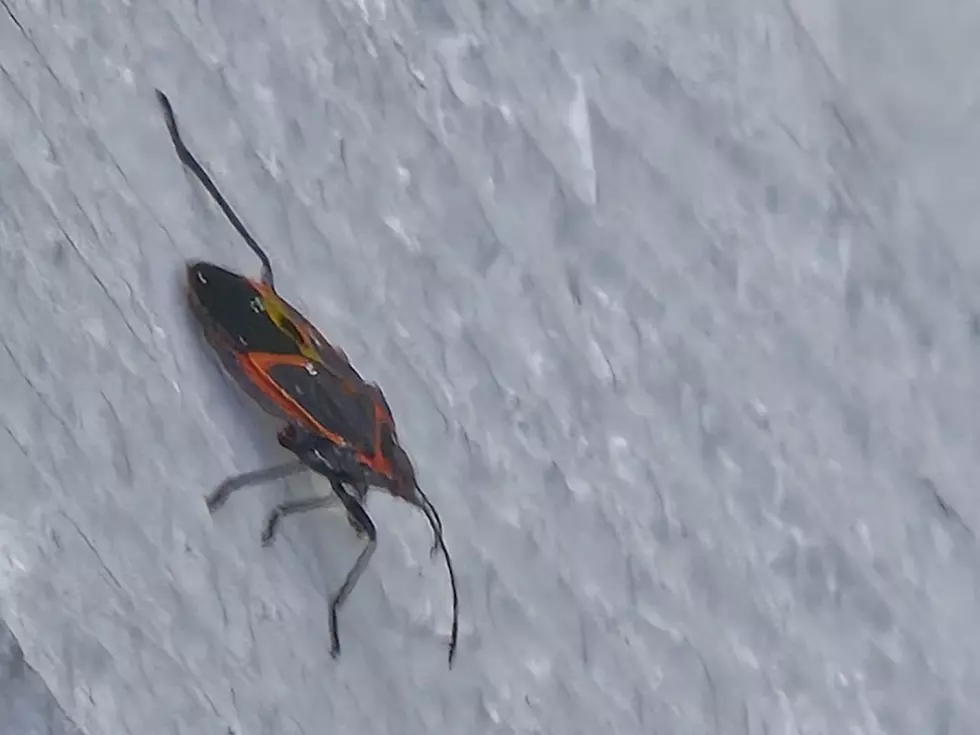 Central Minnesota Faces Annual Fall Invasion From Asian Lady Beetles And Boxelder Bugs