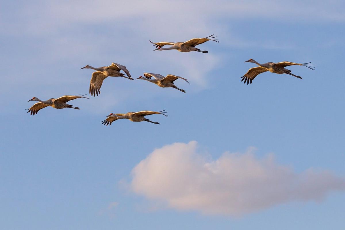 Sandhill Cranes Return to Sherburne Refuge This Fall Sandhill Cranes Return to Sherburne Refuge This Fall