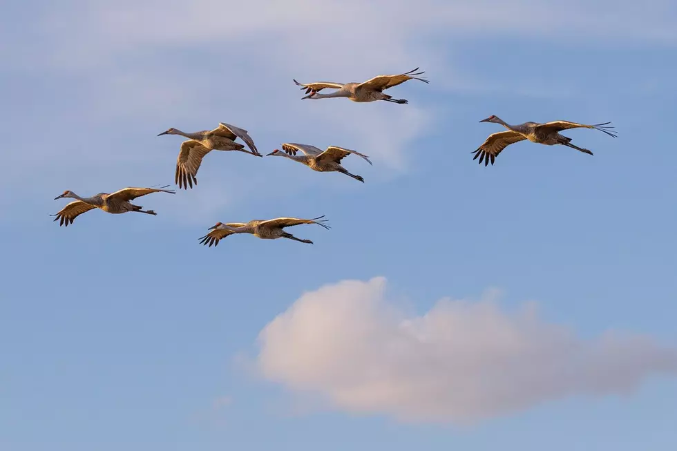 Thousands of Sandhill Cranes Stage at Sherburne Refuge for Fall Migration