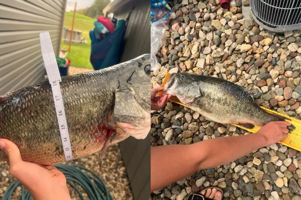 Luke Largemouth Bass (Alicia Smith)
