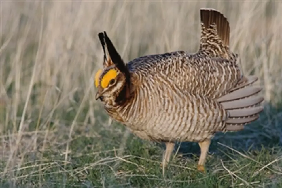 Illinois is Spending $1,166 Each on Prairie Chickens
