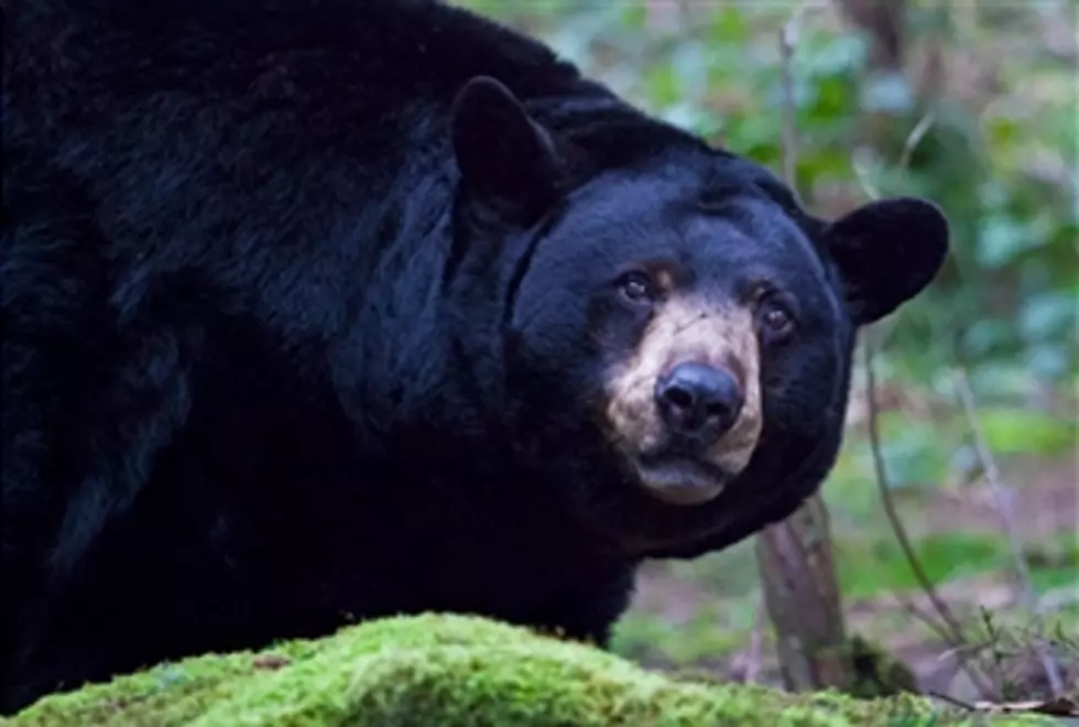 A Black Bear Might Show Up In The Area. Leave It Alone Please