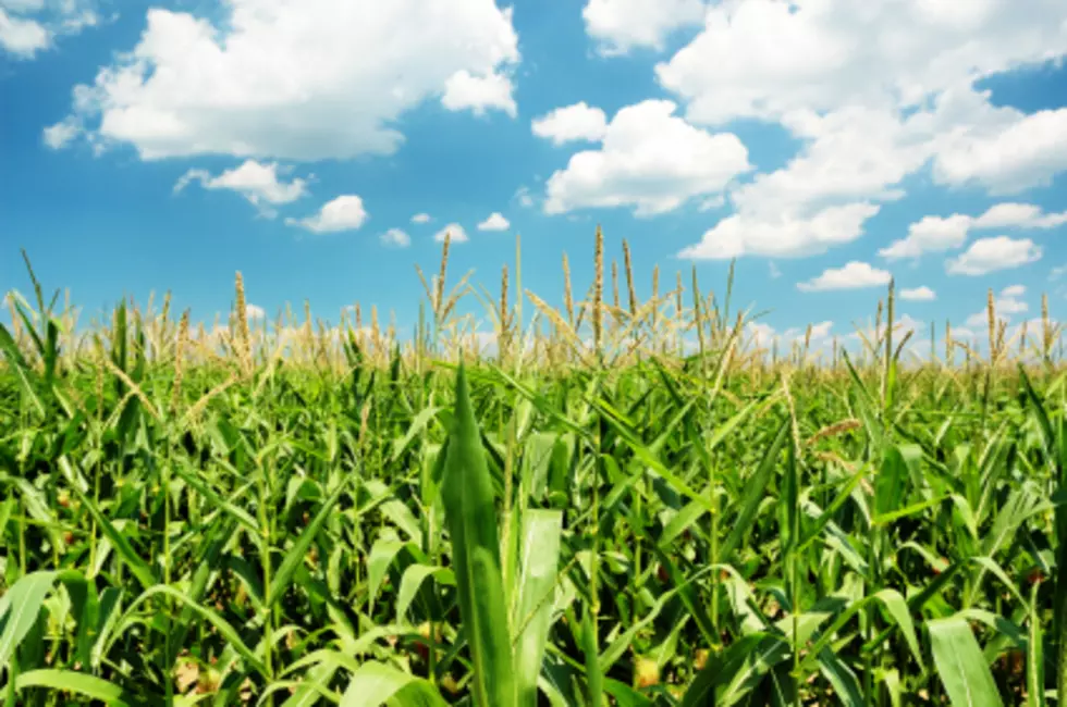 USDA: Illinois Corn, Soybean Crops Faring Well 