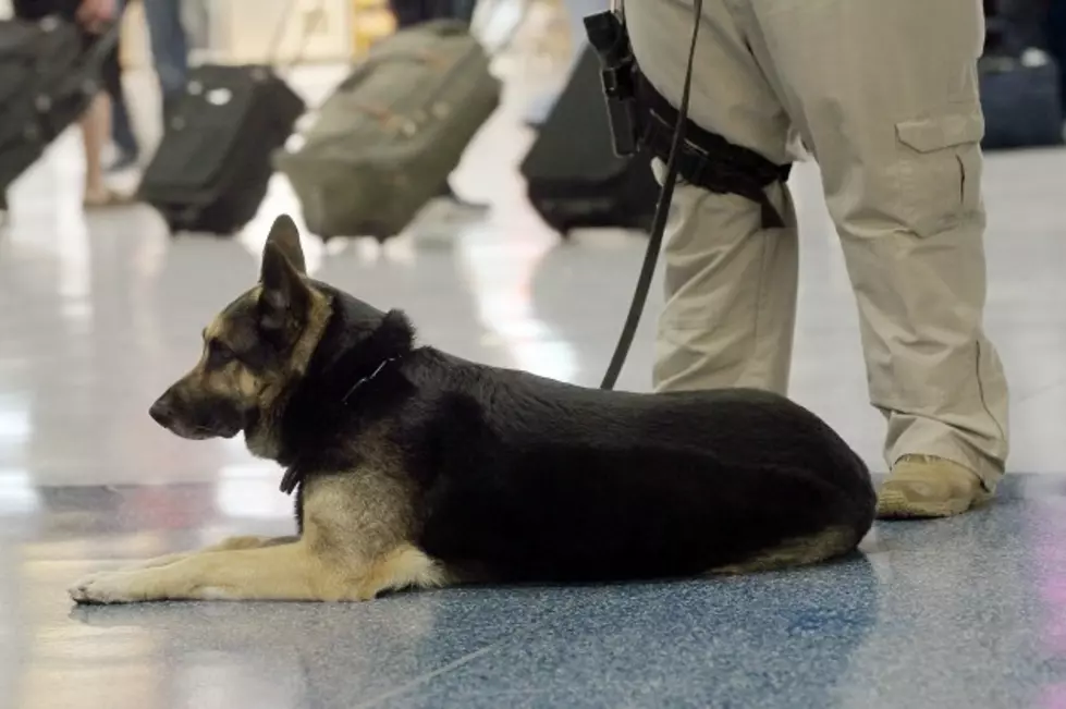 O&#8217;Hare Airport Gets Indoor Pet Potty Zone