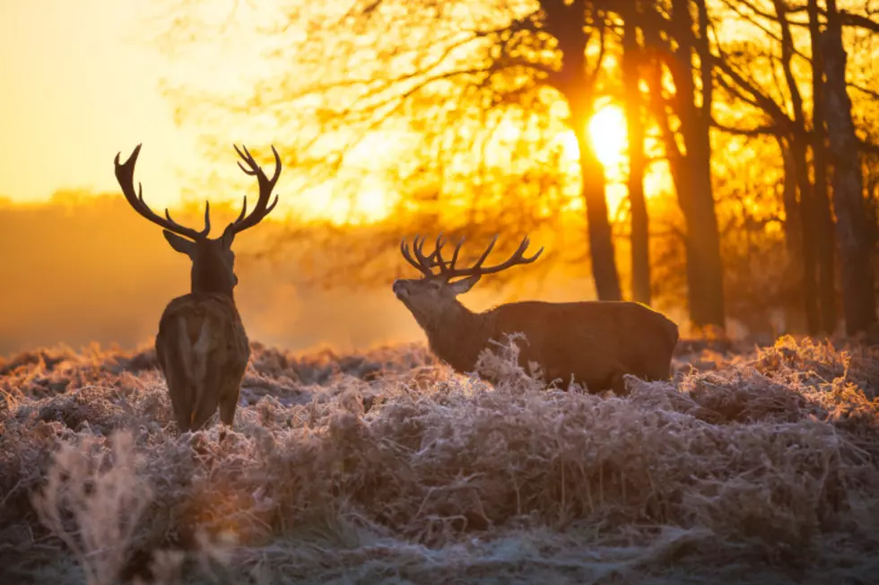 Deer Hunters Successful Despite Bad Weather