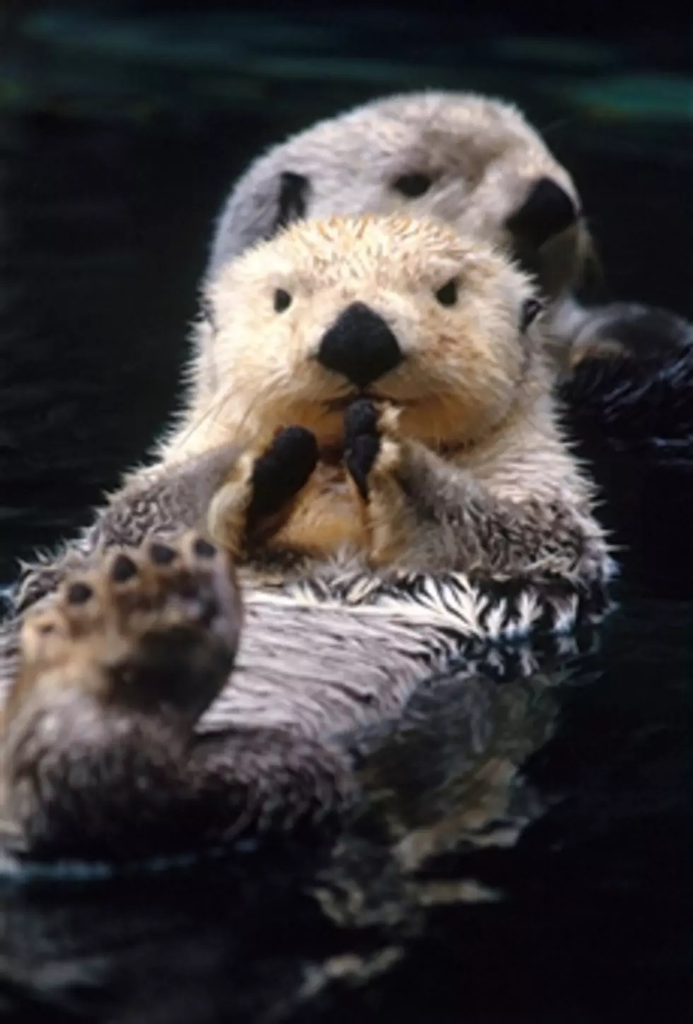 Shedd Welcomes Sea Otter