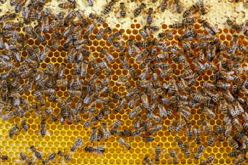 Man Stung By Bees Hundreds of Times at Baseball Game [VIDEO]