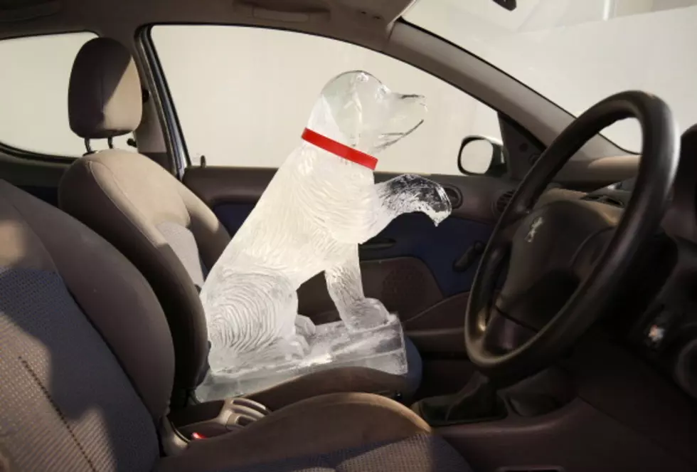 NFL Player Warns Against Leaving Dogs in a Hot Car 