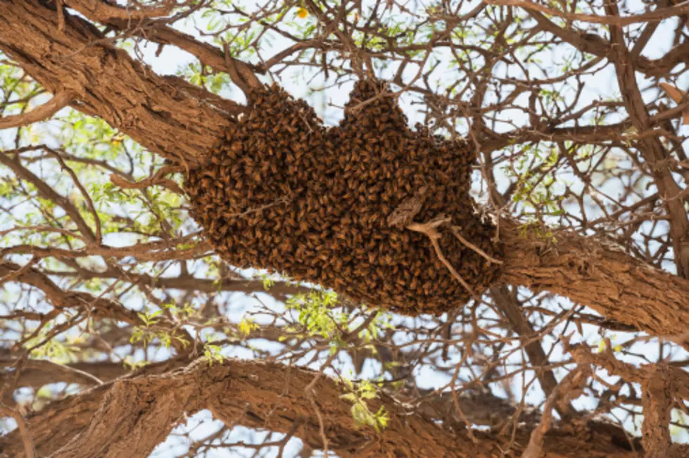 Bee Swarm Has Arizona Neighborhood on Edge 