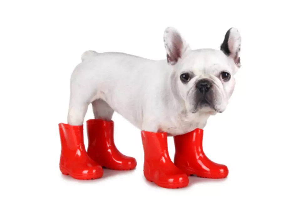 Bill the Dog Stepping Out in New Boots 