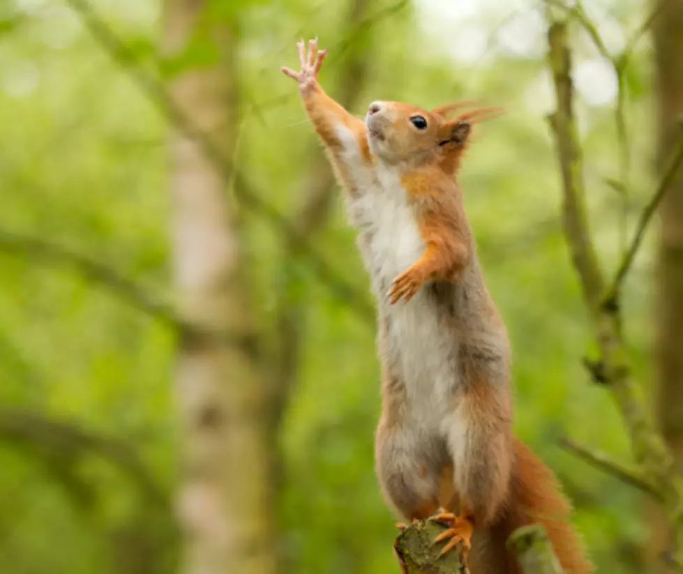 Super Squirrel Leaps Off 21 Story Building 