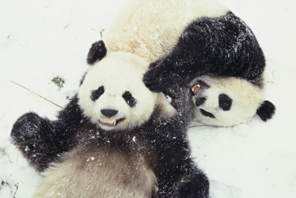 This Just In…Pandas Love Snow