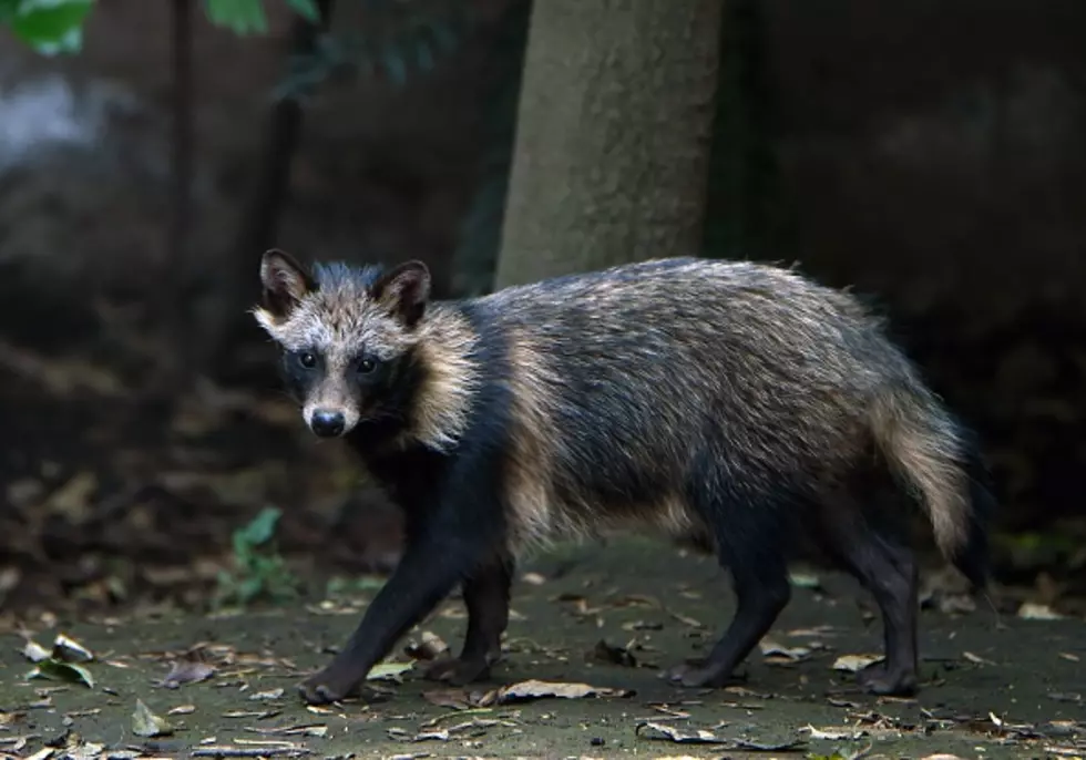 Meet the Raccoon Dog That&#8217;s Storming the Internet